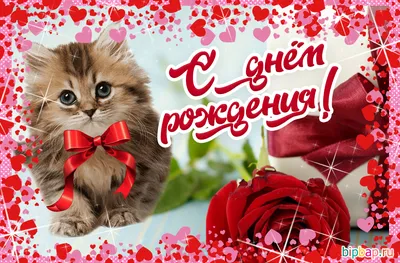 Pin by Enot on анимэ. на аву,арт.обой | Funny cat pictures, Cats, Cats  illustration