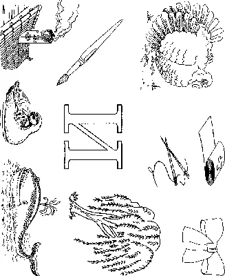 Буква И — общие сведения, примеры, материалы для изучения