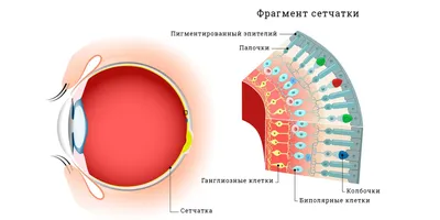 Рисунки дальтоников (49 фото) скачать