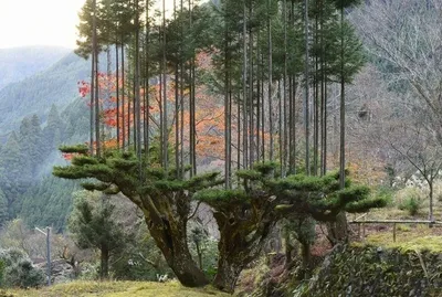 Дом на дереве (Tree house) - эстетика путешествий по России | Дома на  деревьях, Домик на дереве, Домашняя мода