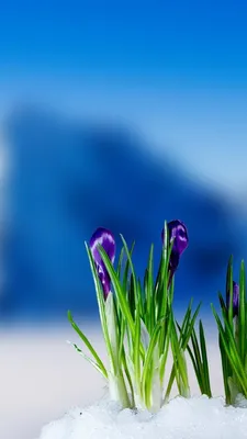 Картинки весна на заставку телефона (47 фото) • Прикольные картинки и  позитив | Nature photography, Beautiful landscape wallpaper, Beautiful  nature