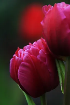 Тюльпаны Цветок Раннее Цветение - Бесплатное фото на Pixabay - Pixabay