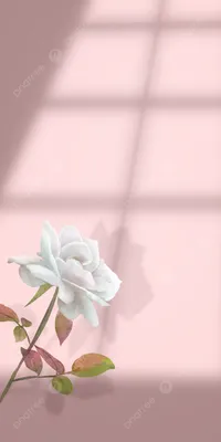 красивые цветы анимация - Google keresés | Flower background images,  Abstract, Flower background wallpaper