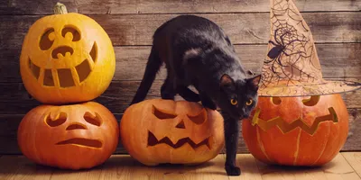 Грозит ли животным с черным окрасом опасность на Хеллоуин – Москва 24,  