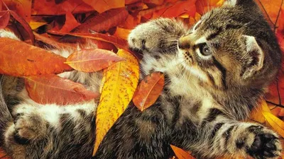 Обои осень, листья, кленовые листья, размытие картинки на рабочий стол,  фото скачать бесплатно