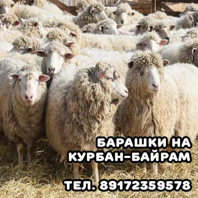 Барашки на Курбан-Байрам. Телефон: 89172359578