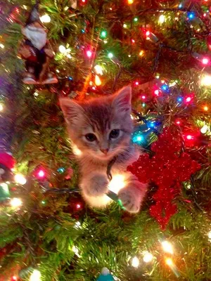 Новогодний котик мем | Рождественские картины, Новогодние записки,  Стикер-арт