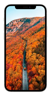 10 красочных обоев iPhone с цветами. Понравятся точно