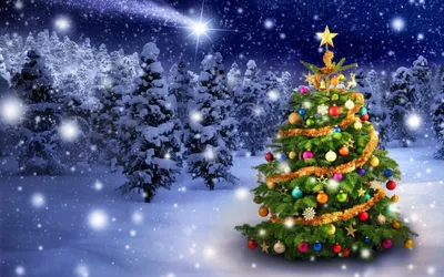 Обои елка, Рождественский день, праздник, рождественский орнамент, Новый  год - картинка на рабочий стол и фото бесплатно