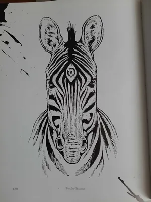 как нарисовать зебру