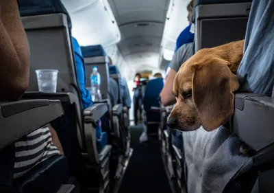 Информация по транспортировке животных на борту самолета | neovetlab