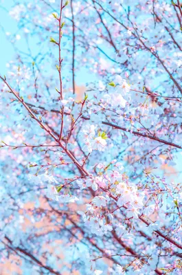 Картинки весна на заставку телефона (47 фото) • Прикольные картинки и  позитив | Посадка цветов, Пейзажи, Весна