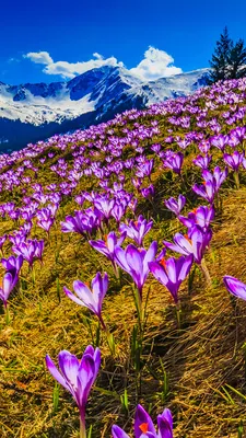 720x1280 Обои подснежники, желтый, весна | Spring flowering bulbs, Yellow  crocus, Yellow wallpaper