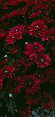 Красивые обои на телефон Цветы, Цвести, Альпийская Незабудка | ТОП  Бесплатные Скачать фото