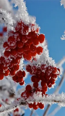 Обои на телефон зима, деревья, снег, горизонт, заснеженный - скачать  бесплатно в высоком качестве из категории "Природа"