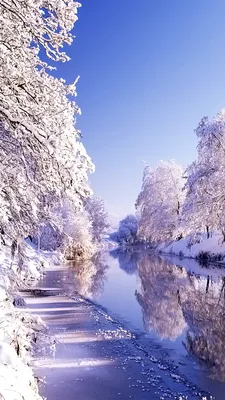 Обои зима, снег, мороз, красный цвет, ветвь на телефон Android, 1080x1920  картинки и фото бесплатно