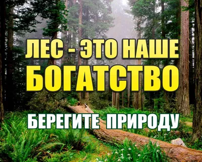 Плакат «Береги природу». Совместная деятельность педагога с детьми раннего  возраста (1 фото). Воспитателям детских садов, школьным учителям и  педагогам - Маам.ру