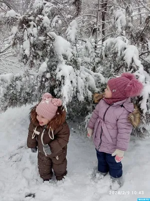 Картинки на тему #огромныедеревья - в Шедевруме