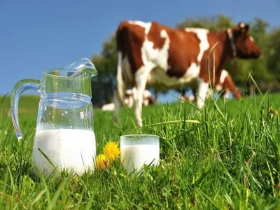 Интегрированное занятие для детей подготовительного к школе возраста на тему  "Молоко и молочные продукты"