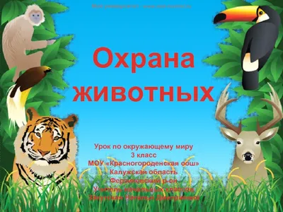 Охрана животных презентация, доклад, проект