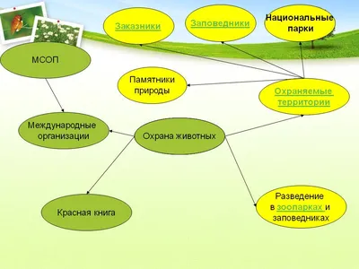 Белая Акула Рисунок (101 Фото)