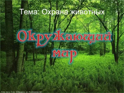 Дикие и прекрасные: в Коми наградили победителей экологического конкурса |  Комиинформ