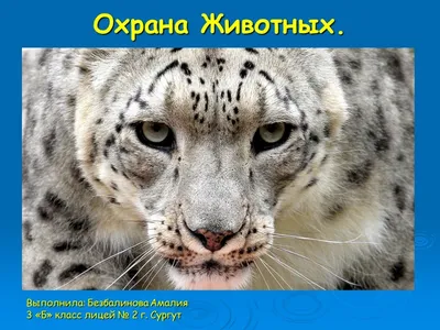 Охрана животных. Окружающий мир. (3 класс) - презентация онлайн