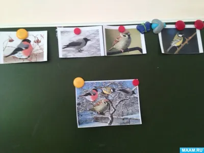 Окружающий мир с детьми 3–4 года. Тема: Птицы зимой. (1 фото). Воспитателям  детских садов, школьным учителям и педагогам - Маам.ру