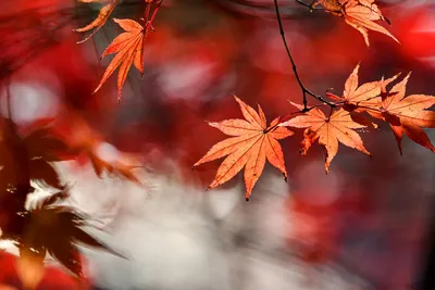 Осень Листья Листва Осенние - Бесплатное фото на Pixabay - Pixabay