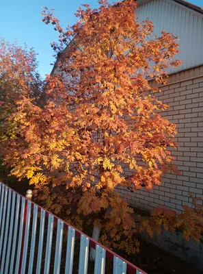 Красивые осенние листья для оформления - 49 фото