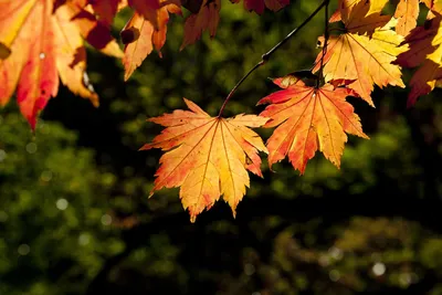 DIY Осенние листья Как ЛЕГКО сделать осенние листья из бумаги Осенние  поделки Paper Autumn Leaves - YouTube