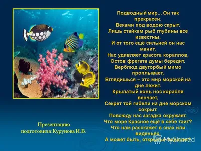 Наши рисунки на тему «Подводный мир», «Чудо птица», «Мой дворик» | Мир  начальной школы