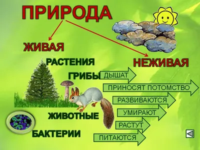 Ребят, мне нужны рисунки, фото на тему взаимосвязь в живой и неживой природе.  Если можно подкиньте - Школьные Знания.com