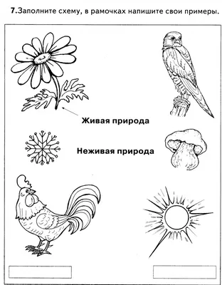 Работы по рисованию «Живая и неживая природа» (5 фото). Воспитателям  детских садов, школьным учителям и педагогам - Маам.ру