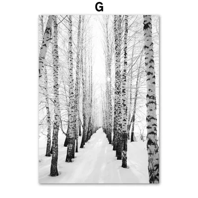 Зима Зимний Лес Снег - Бесплатное фото на Pixabay - Pixabay