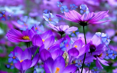 Nature Crocus HD Wallpaper