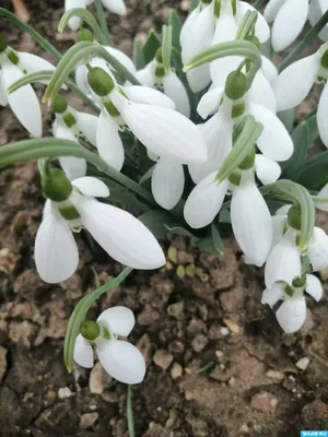 Поделка на 8 марта в садик или школу на весеннюю тему купить в  интернет-магазине Ярмарка Мастеров по цене 900 ₽ – ULU8EBY | Панно, Москва  - доставка по России