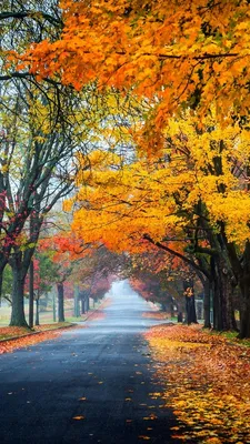 Картинки осень на заставку телефона (100 фото) | Осенние картинки, Осень,  Картинки