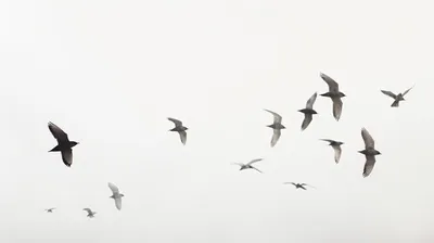 Над ручьем летели птицы #60