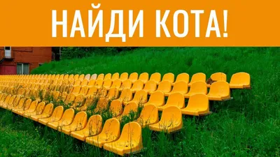 Найди кота на фото. - "Найди кота в огороде" - Фотографии кошек и котов