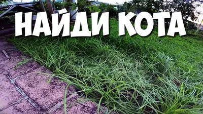 Найди кота