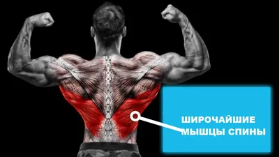 Мощная и широкая: как необходимо тренировать мышцы спины | PRO TRAINING |  Дзен