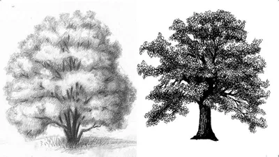 Как нарисовать дерево: карандашом поэтапно (100 фото): учимся рисовать  красивое дерево по эскизам от художника, уроки для начинающих