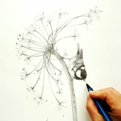 Рисунки простым карандашом для срисовки - 70 фото