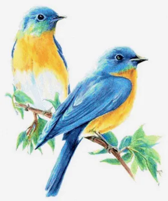 Картинка птица на ветке Животные Рисованные