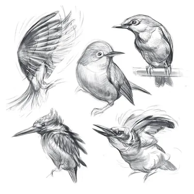 Нарисованные птиц картинки