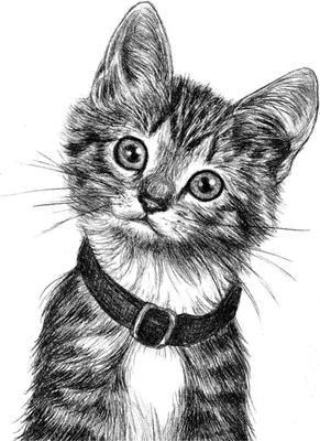 Картинки красивые нарисованные кошки (35 фото) • Прикольные картинки и юмор  | Иллюстрации кот, Кошачьи картины, Покраска обоев