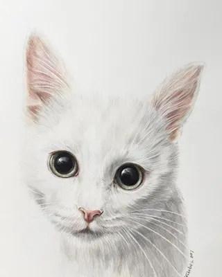Белая кошка рисунок - 83 фото