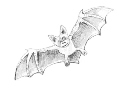 Летучие мыши силуэты — Векторное изображение © BalakoboZ #58005143 |  Halloween silhouettes, Bat vector, Bat silhouette