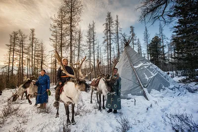 Опрос коренных народов Севера показал, что они не хотят переселяться на  новые территории